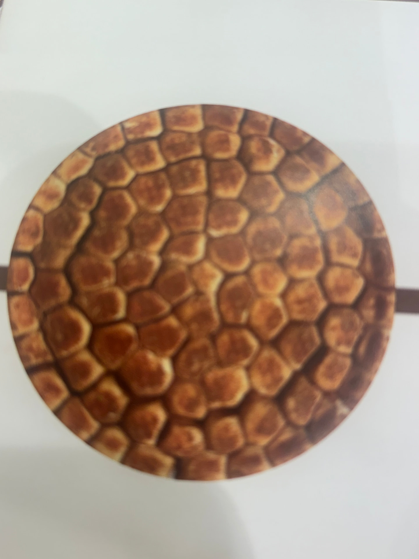 Cinnamon beehive — خلية قرفة